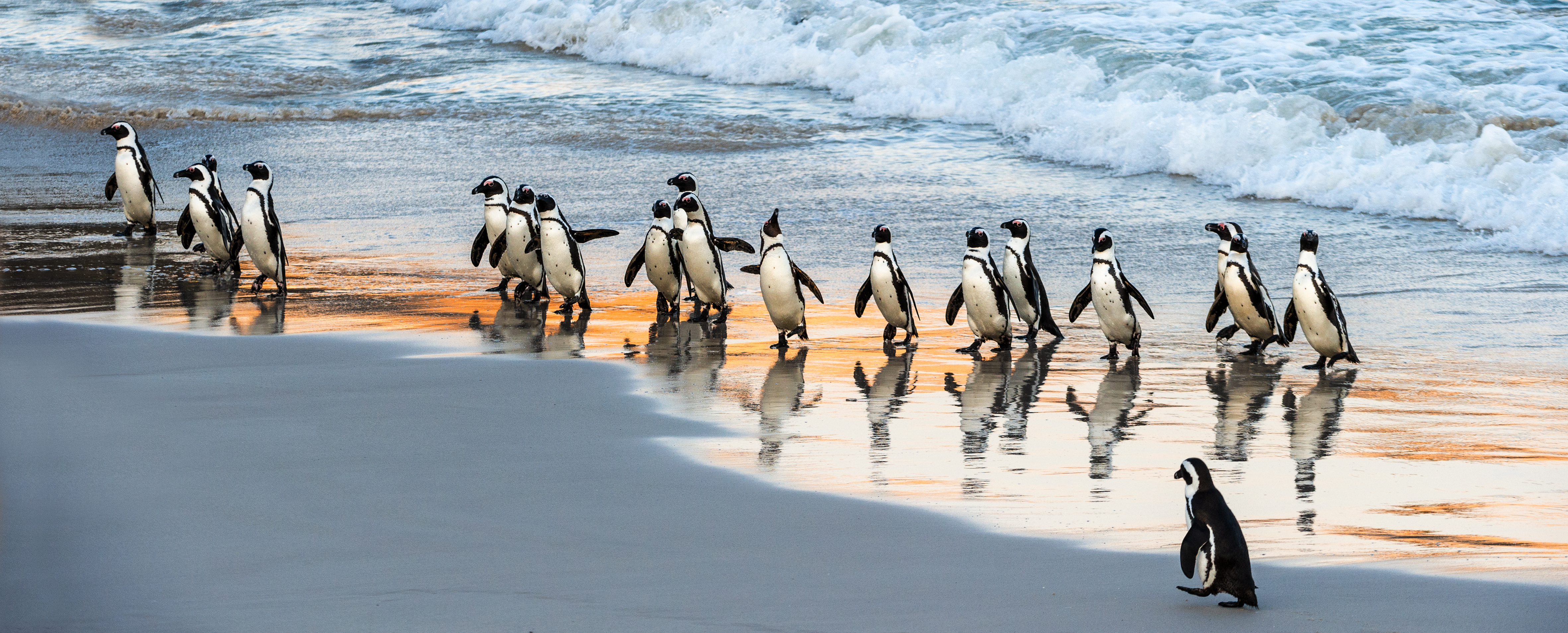 penguins on the beach