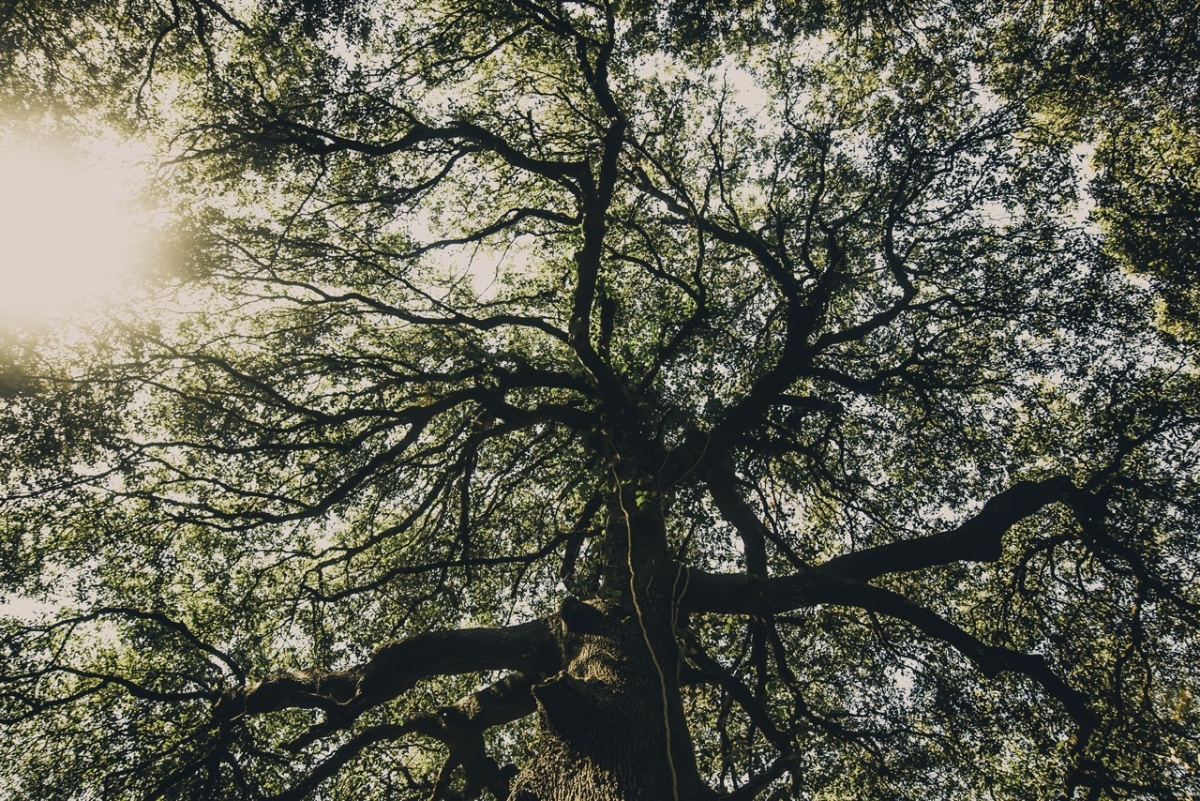 picture of a tree from below