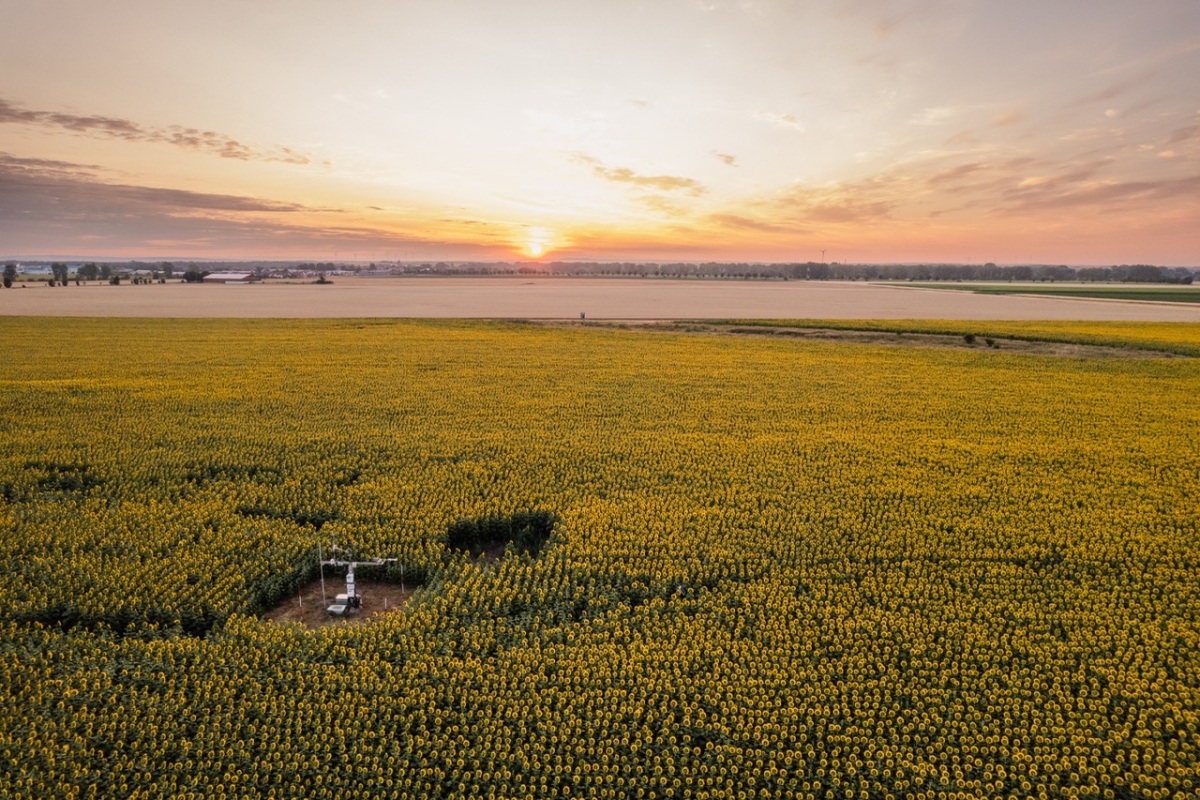 picture of a sunflower field at sunset