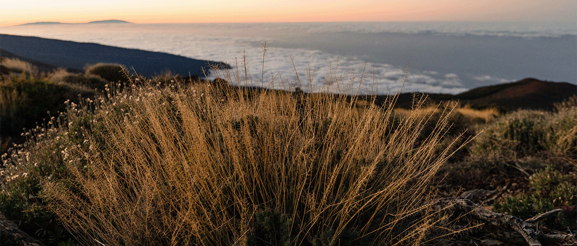 vegetation on top of a mountain in Tenerife island