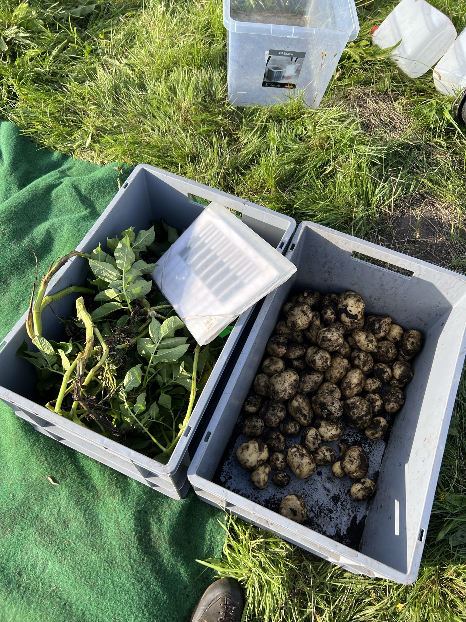 potato stems and tubers 