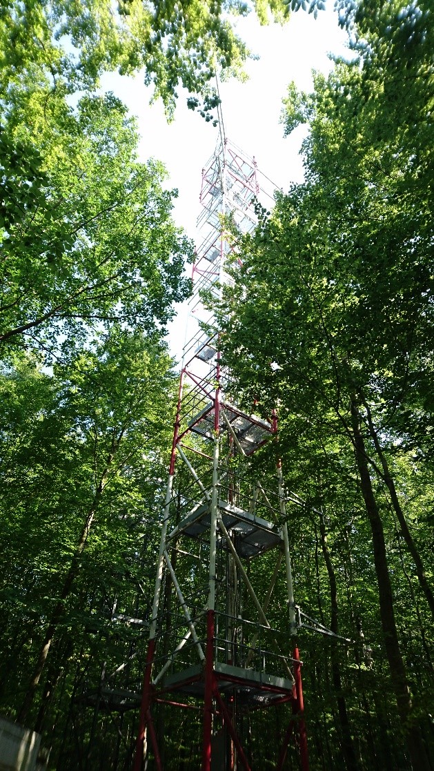 Example of an ICOS forest ecosystem and the understory vegetation