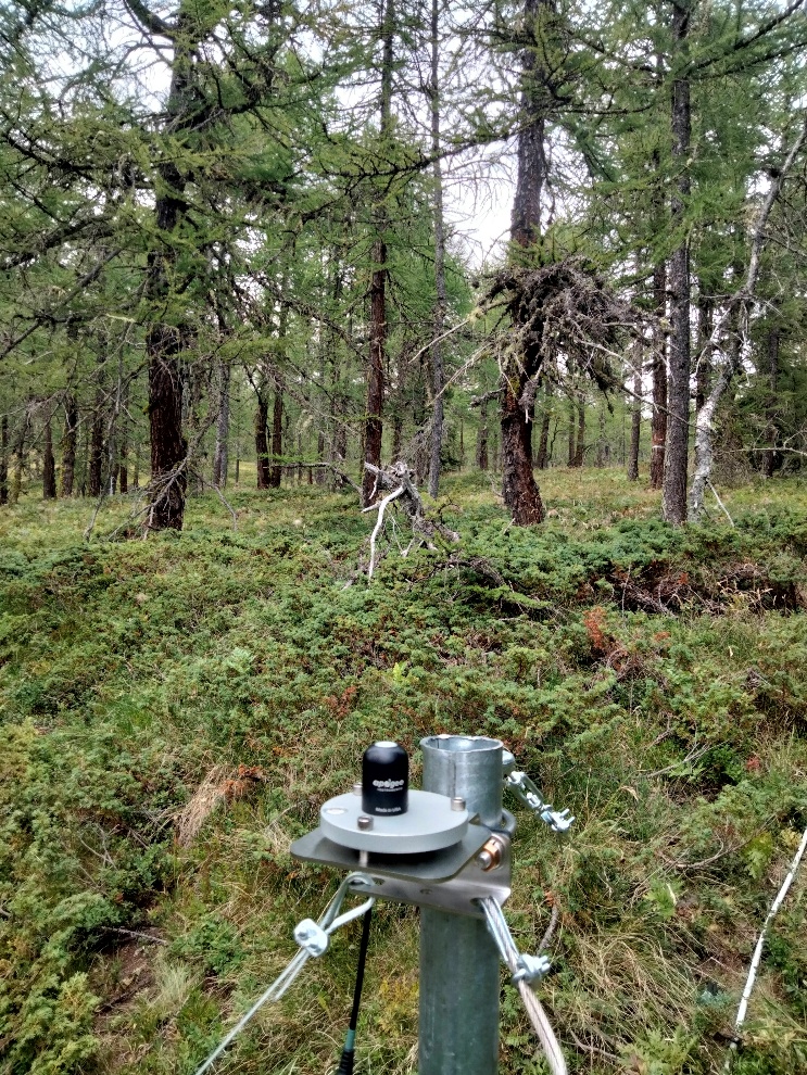 A PAR sensor in the field at Torgnon larch forest. The small black portion points toward the sky to measure radiation under the tree canopy. Photo by Umberto Morra di Cella.