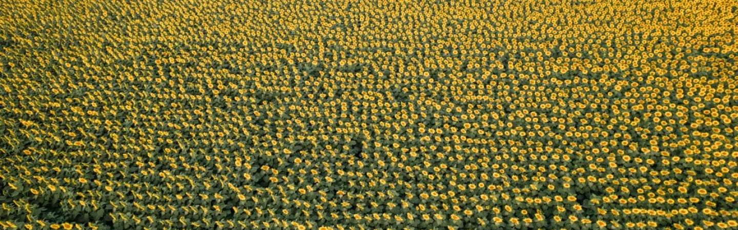 sunflower field