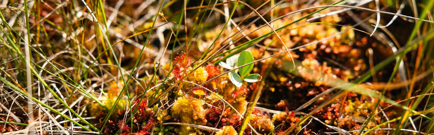 Close-up of moss, grasses and small plants in a wetland ecosystem