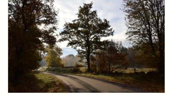 Screenshot of newsletter