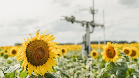 An eddy covariance station in the middle of a sun flower field